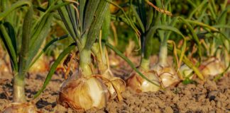 onion 3540502 1920