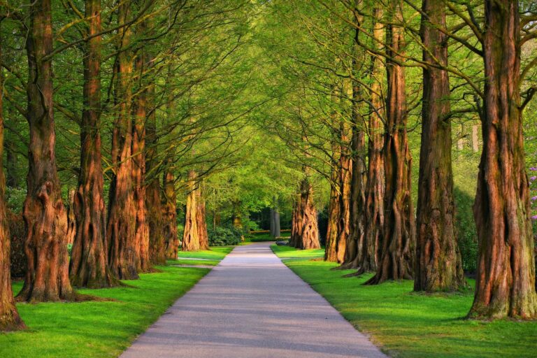 pathway 3596034 1920