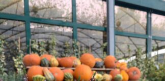 garden festival autunno