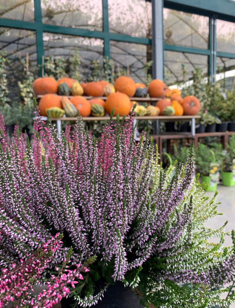garden festival autunno