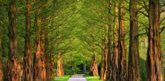 pathway 3596034 1920 1