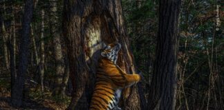 Sergey Gorshkov Wildlife Photographer of the Year 2020