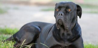 cane corso