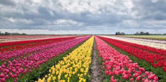 tulipani steflor