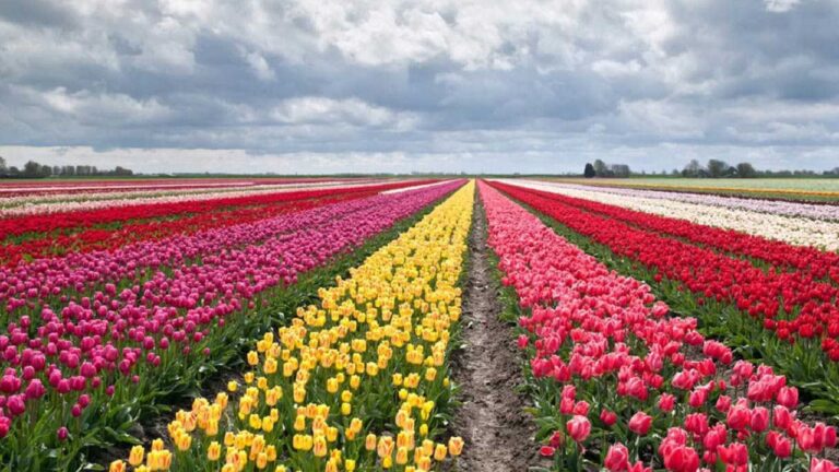 tulipani steflor