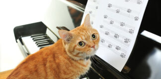 concerto in miao