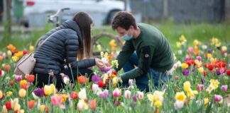 Campi di tulipani 2025 a Milano: date, location e informazioni