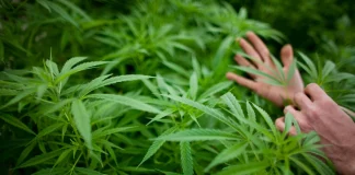 cannabis alimentare