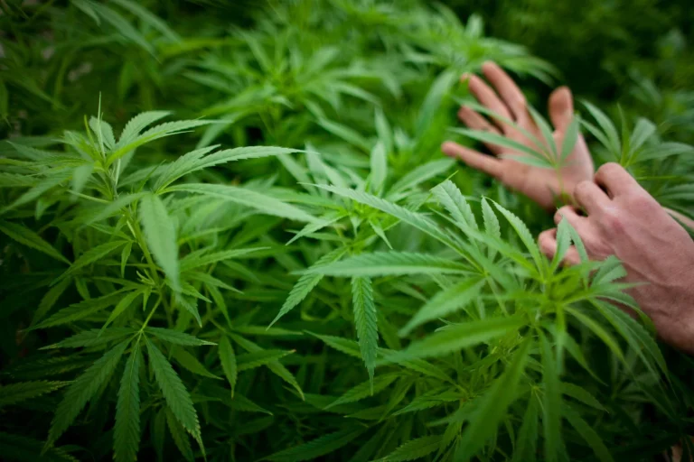 cannabis alimentare