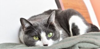 gatto torna a casa