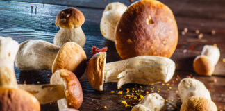funghi