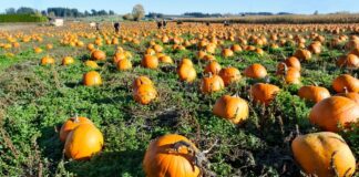 pumpkin patch
