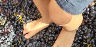 vendemmia opera abbazia