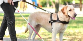 cane guida 1 1280x720 1