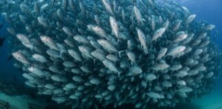 settimane della pesca sostenibile