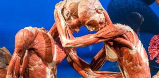 body worlds