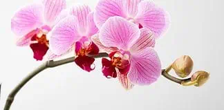 Festival delle orchidee