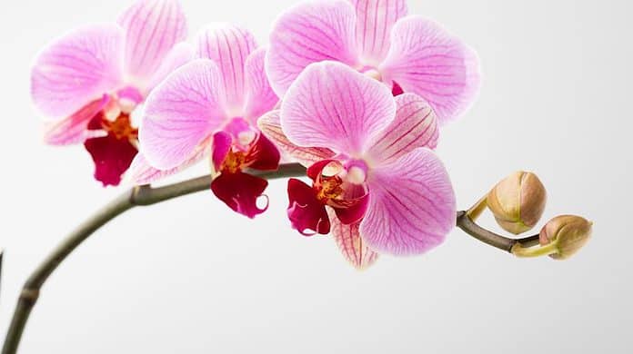 Festival delle orchidee