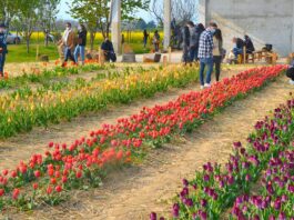 campo di tulipani u-pick