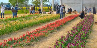 campo di tulipani u-pick