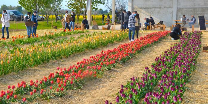campo di tulipani u-pick