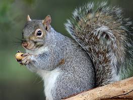 scoiattolo grigio milano