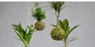 workshop-kokedama