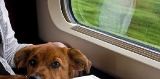 cani viaggiano gratis trenitalia