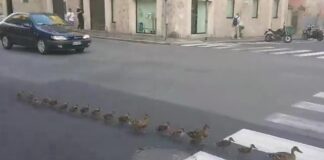 A Bergamo una famiglia di anatroccoli attraversa la strada in fila indiana