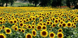 labirinto di girasoli a Ornago