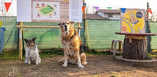iagolandia-parco-animali