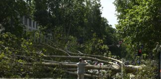 Milano per gli Alberi