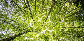 alberi