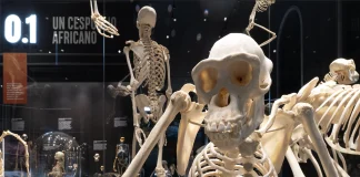 museo di storia