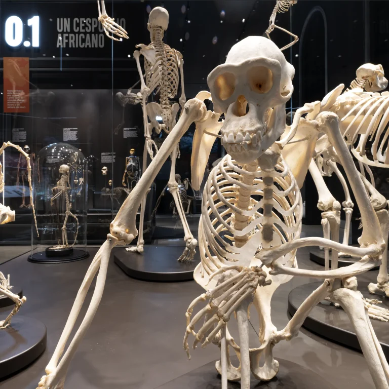 museo di storia