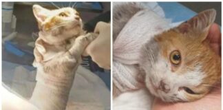 Giustizia per il gatto Leone