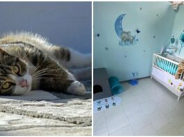 Hotel di lusso per gatti a Milano