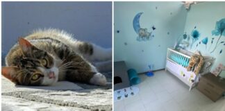 Hotel di lusso per gatti a Milano