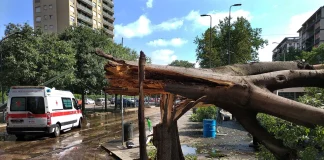 alberi caduti diventeranno delle opere d’arte