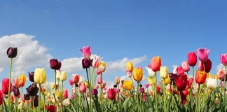 Si dà ufficialmente il via alla stagione dei campi di tulipani “u pick” in Lombardia