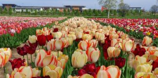 Tulipani Italiani