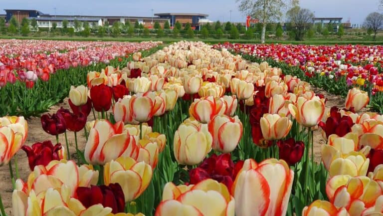 Tulipani Italiani