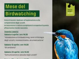 Birdwatching Milano