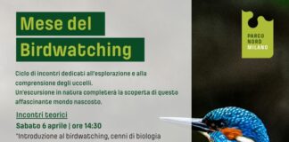 Birdwatching Milano
