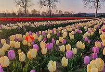 Tulipani ad Arese: quando apre il campo vicino Milano e info utili