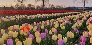 Tulipani: guida completa ai campi “you pick” aperti a Pasqua