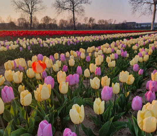 Tulipani ad Arese: quando apre il campo vicino Milano e info utili