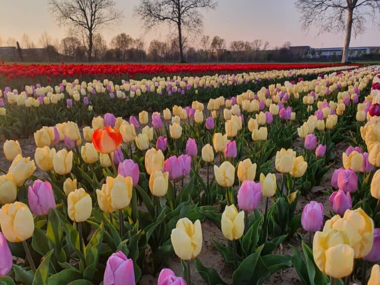 Tulipani: guida completa ai campi “you pick” aperti a Pasqua