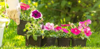 Siamo Fiori