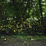 lucciole-parco-delle-cave.jpg